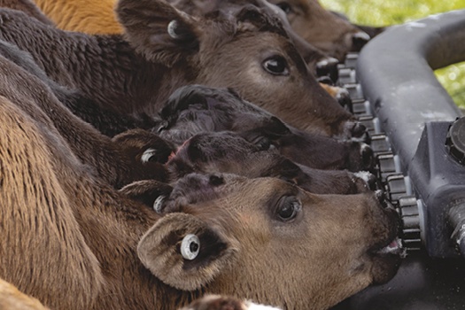 Thriver Screw in Pull through Calf Teats4