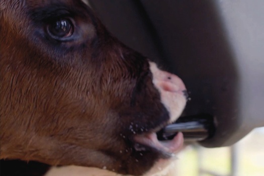 Thriver Screw in Pull through Calf Teats4