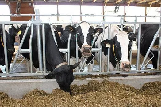 Free Stall Barns