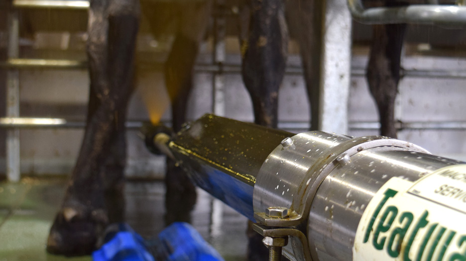 daviesway dairy servicing