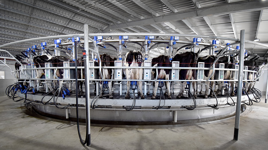 Building a new dairy13